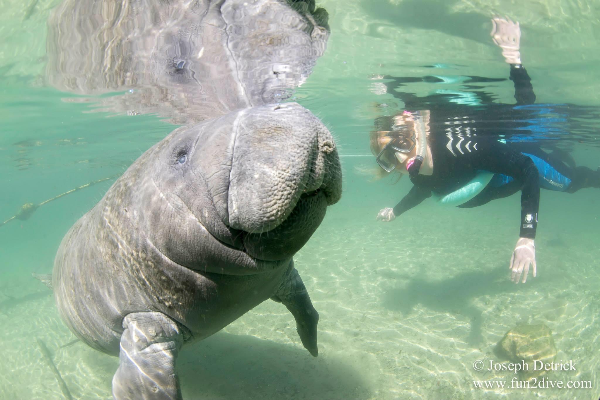 Semi-Private Crystal River Manatee Tour | Fun 2 Dive