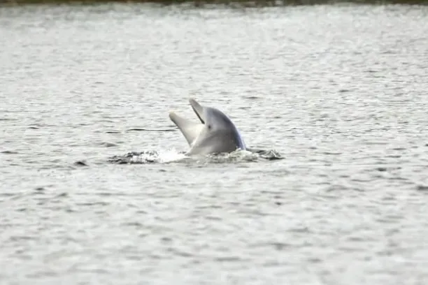 a dog swimming in a body of water
