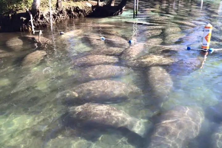 a group of people in the water