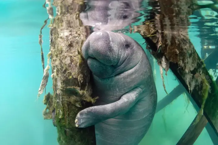 a statue of a bear swimming in the water