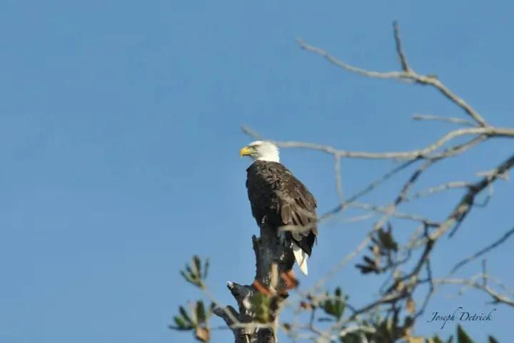 a bird perched on a tree branch