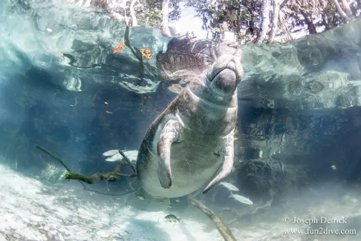 an animal swimming in the water