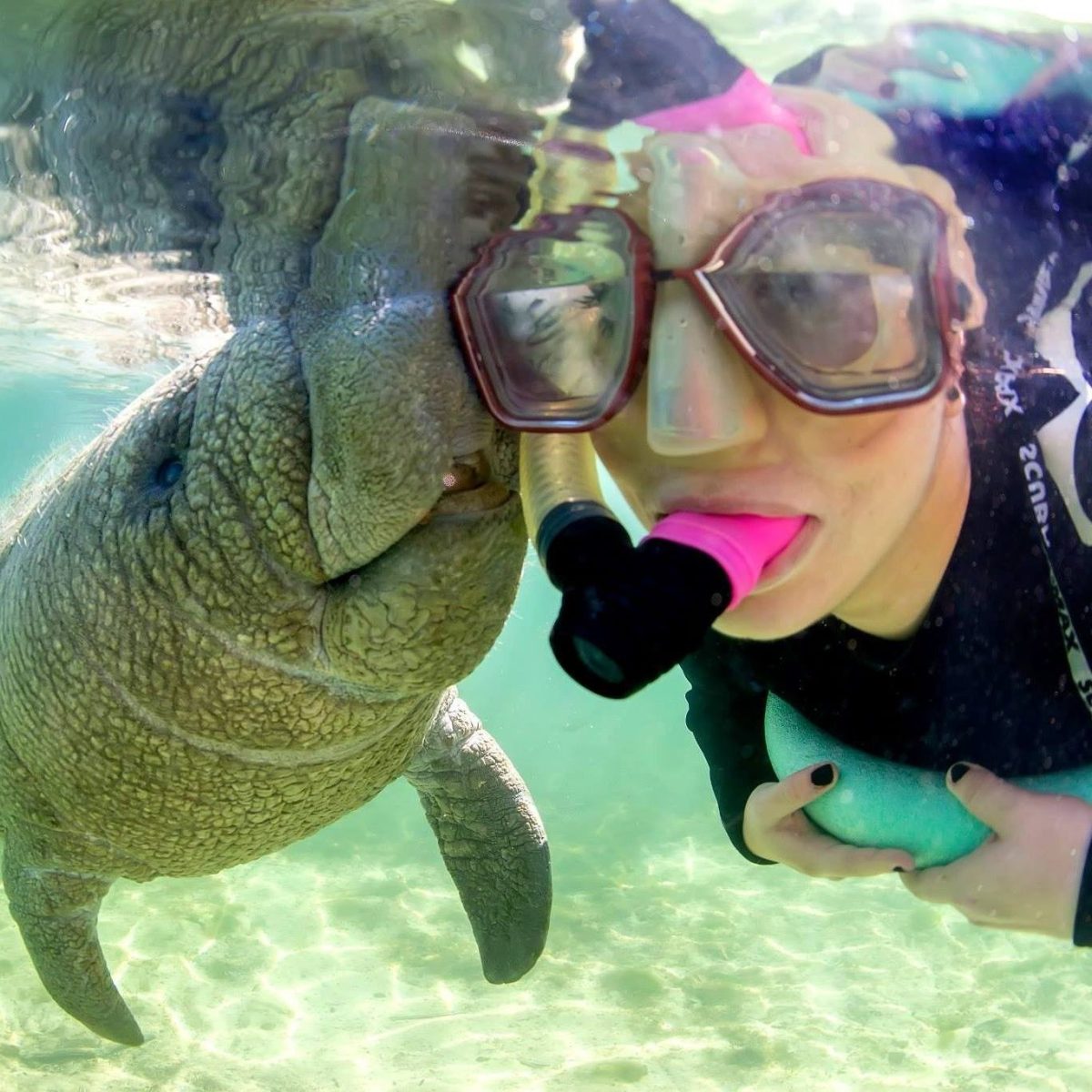 a dog swimming in a body of water