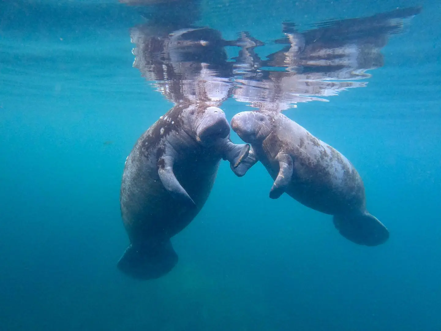 a bird swimming in water
