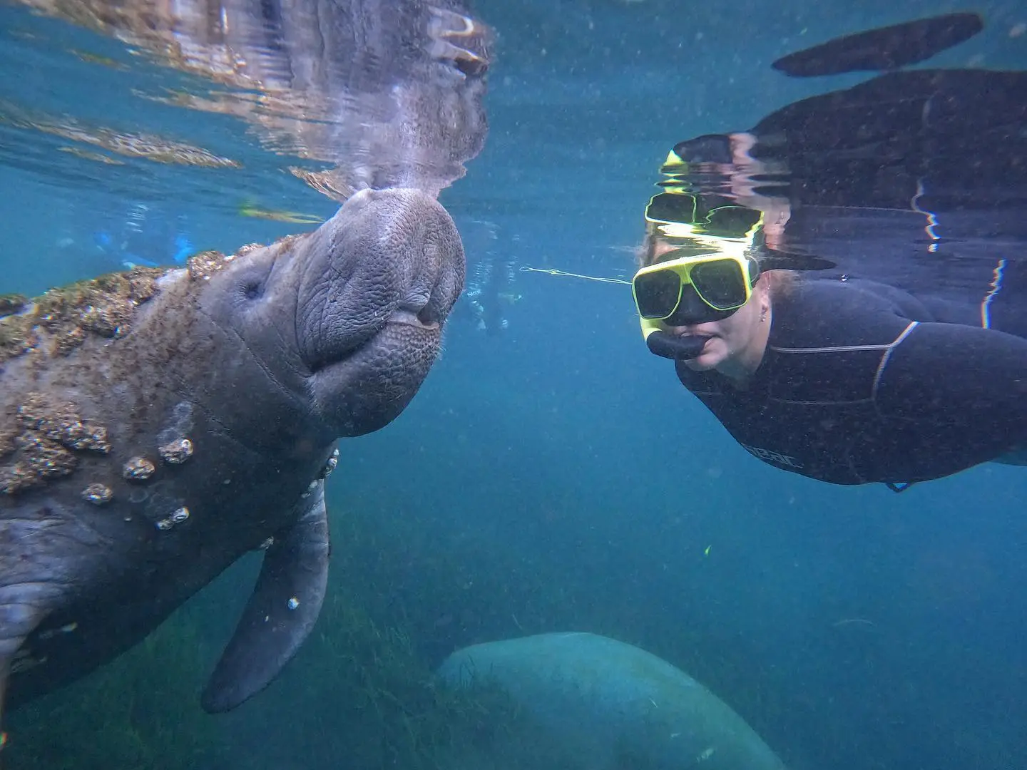 a person swimming in the water with a manatee