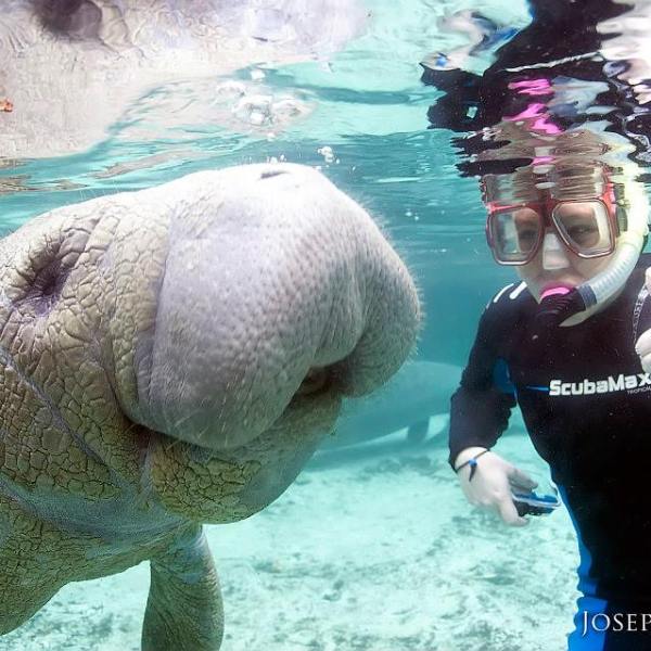 a person swimming with manatees in Crystal River