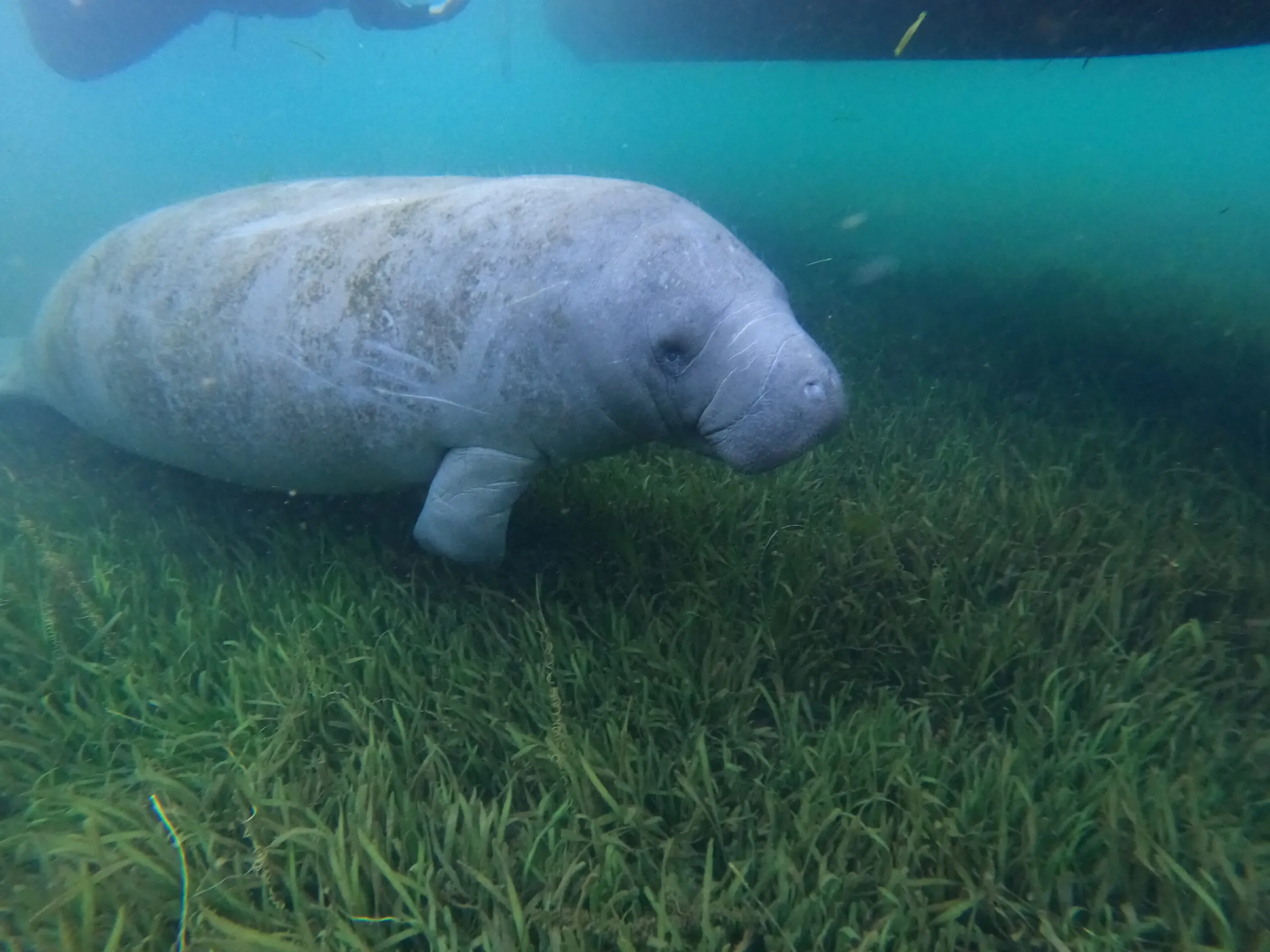 Manatee resting on eel grass.