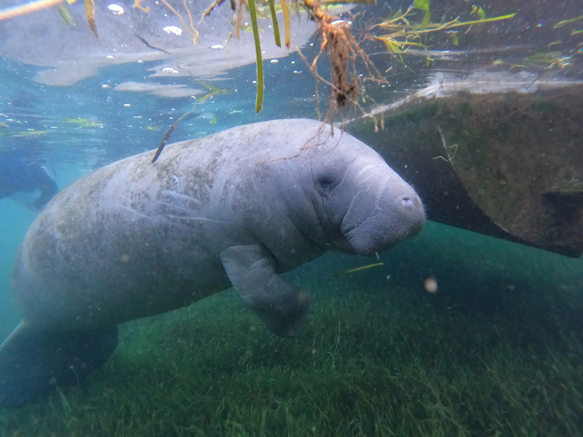 Manatee hanging out by the boat.