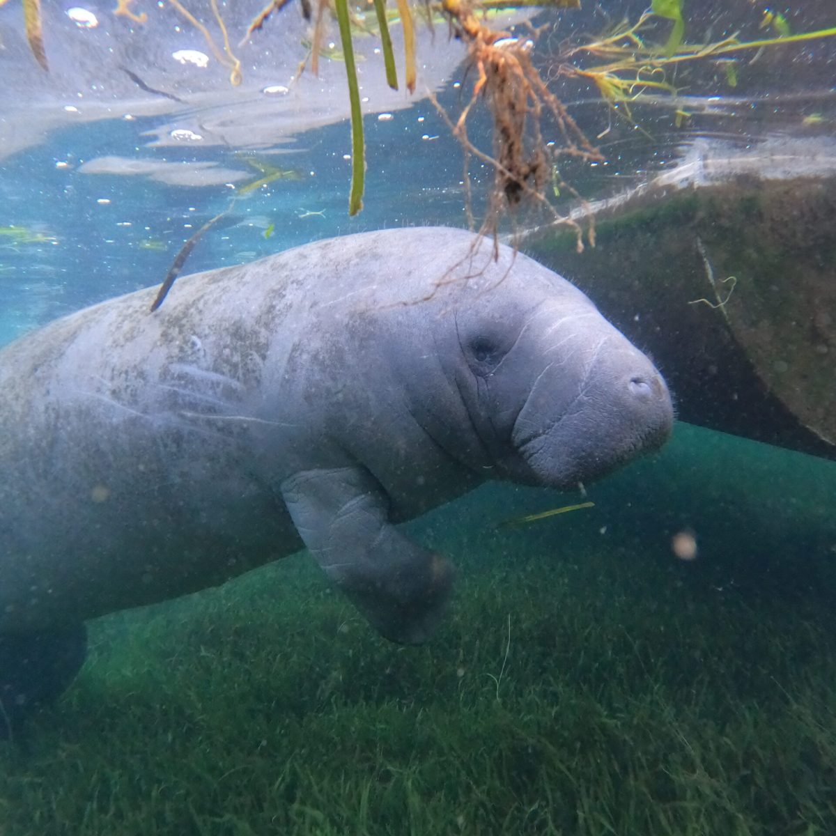 Manatee hanging out by the boat.