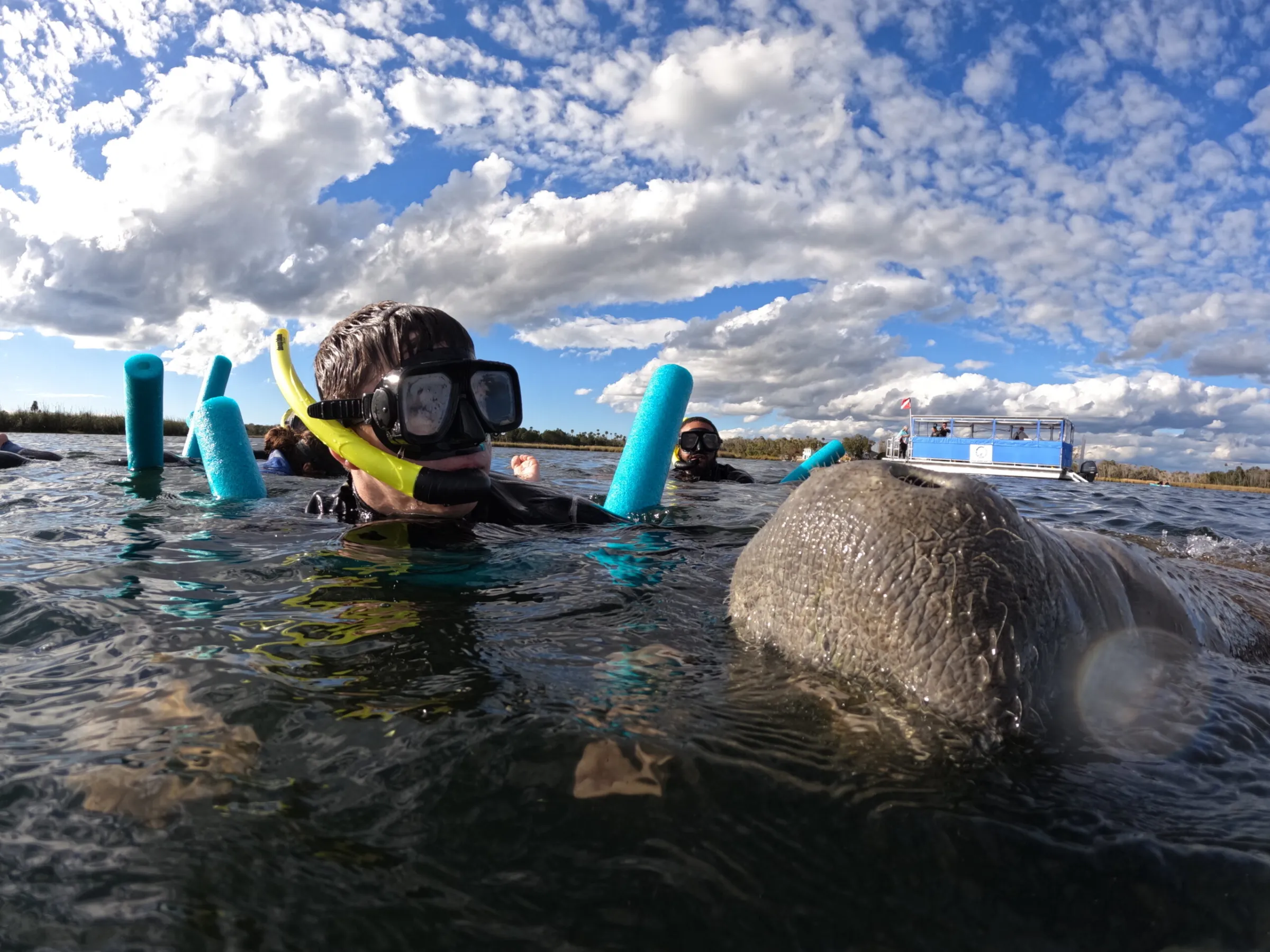 Face to face with a manatee