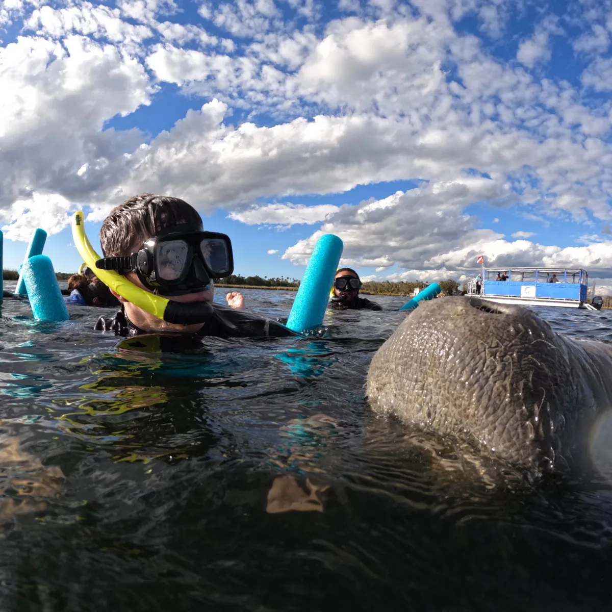 Face to face with a manatee.
