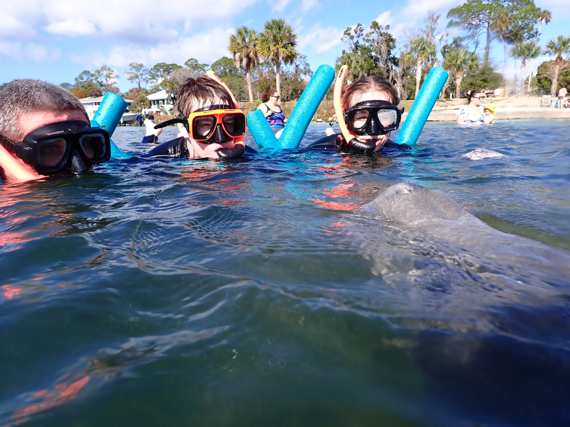 Young children getting face to face with a manatee.