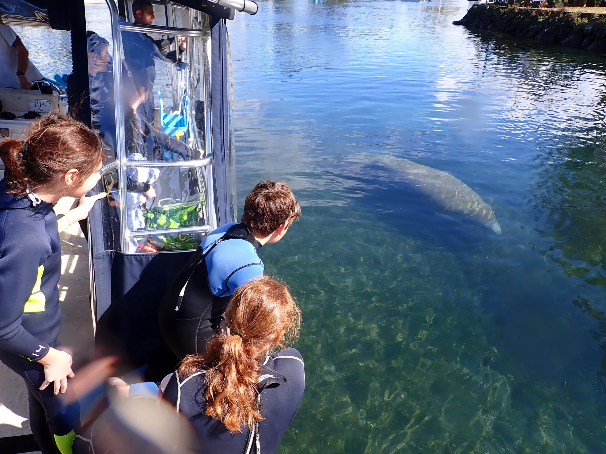 Watching a manatee swim by from the boat.
