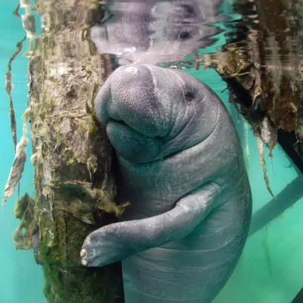 a statue of a bear swimming in the water