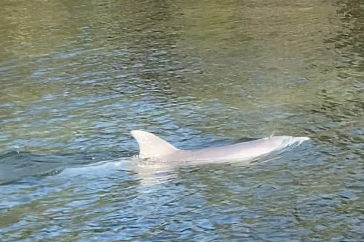 an animal swimming in the water