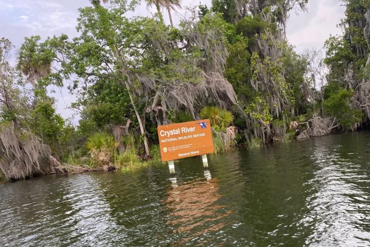 a tree in the middle of a body of water