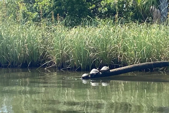 a pond next to a body of water