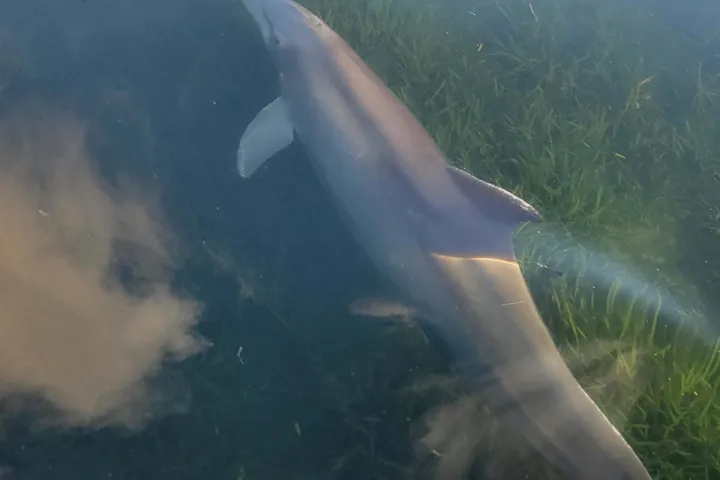 a view of a fish