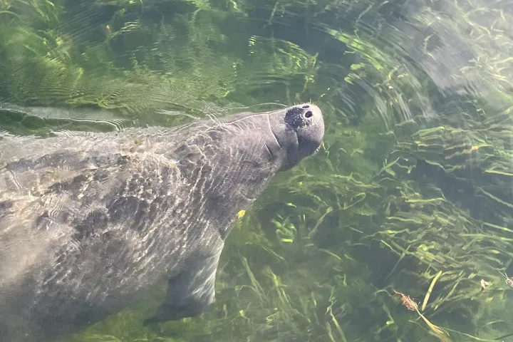 a bird in the water