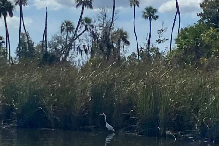 a flock of birds sitting on top of a body of water