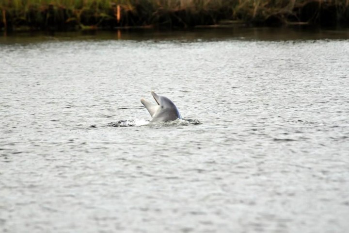 a dog swimming in a body of water