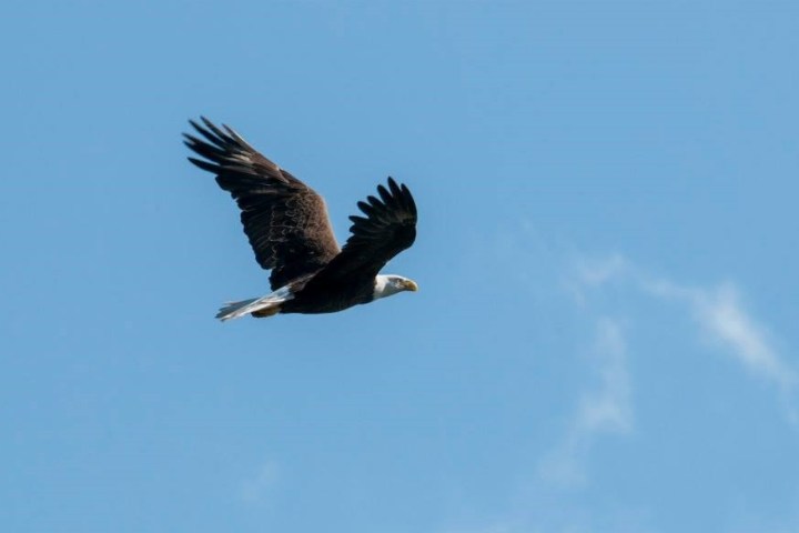 a bird flying in the air
